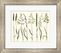 Herbal Botanical VII Ivory Fine Art Print