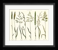 Herbal Botanical VII Ivory Fine Art Print