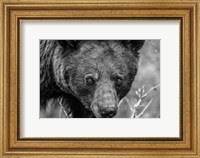 Bear Portrait BW Fine Art Print