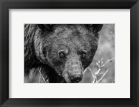 Bear Portrait BW Fine Art Print