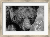 Bear Portrait BW Fine Art Print