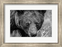 Bear Portrait BW Fine Art Print