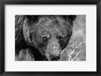 Bear Portrait BW Framed Print