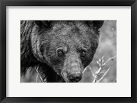 Bear Portrait BW Fine Art Print