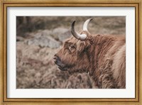 Highland Cow on Watch Faded Fine Art Print