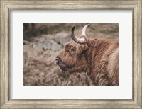 Highland Cow on Watch Faded Fine Art Print