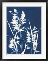 Ornamental Grass VI Fine Art Print