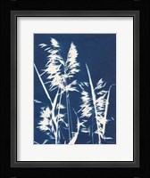 Ornamental Grass VI Framed Print