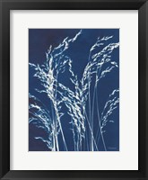 Ornamental Grass V Framed Print