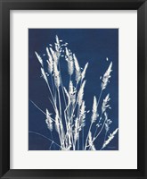 Ornamental Grass III Framed Print