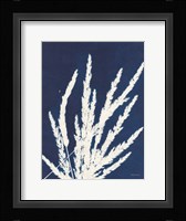 Ornamental Grass II Framed Print