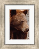 Bear Profile I Fine Art Print