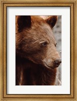 Bear Profile I Fine Art Print