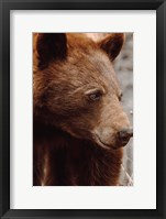 Bear Profile I Framed Print