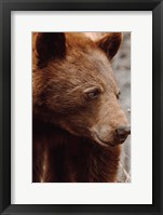Bear Profile I Fine Art Print
