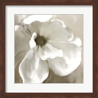 Magnolia Blooming Fine Art Print