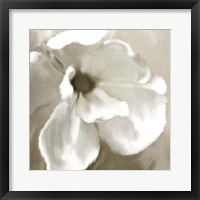 Magnolia Blooming Fine Art Print