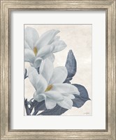 Magnolia Blues 1 Fine Art Print