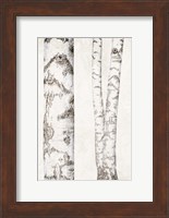 Birches 2 Fine Art Print