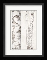 Birches 2 Fine Art Print