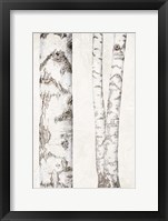 Birches 2 Framed Print