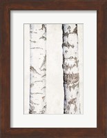 Birches 3 Fine Art Print