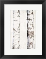 Birches 3 Fine Art Print
