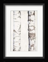 Birches 3 Fine Art Print