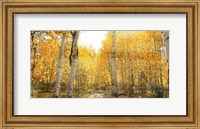 Aspen Pathway Fine Art Print