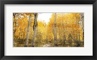 Aspen Pathway Fine Art Print