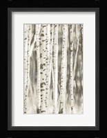 Birches 2 Framed Print