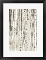 Birches 3 Framed Print