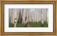 Path through the Aspens Fine Art Print