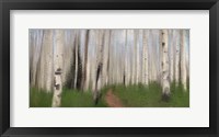 Path through the Aspens Fine Art Print