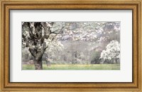 Apple Blossom Fine Art Print