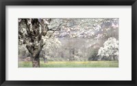 Apple Blossom Fine Art Print