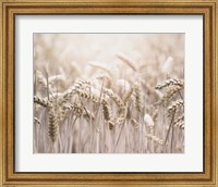 Mute Wheat Field Fine Art Print