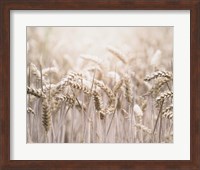 Mute Wheat Field Fine Art Print
