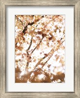 Light in the Leaves Fine Art Print