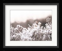 Cashmere Frost Fine Art Print
