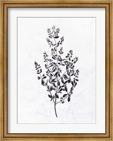 Pressed Herbs 1 Fine Art Print