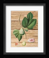 Pressed Fruit 2 Fine Art Print