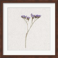 Dainty Purple 1 Fine Art Print