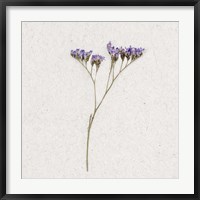 Dainty Purple 1 Fine Art Print