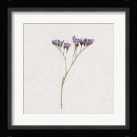 Dainty Purple 1 Framed Print