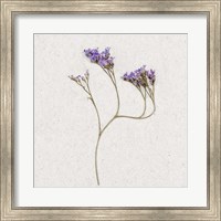 Dainty Purple 2 Fine Art Print