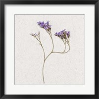 Dainty Purple 2 Fine Art Print