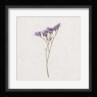 Dainty Purple 3 Framed Print