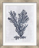 Sea Fan 2 v2 Fine Art Print