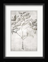 Antique Palm 1 Framed Print
